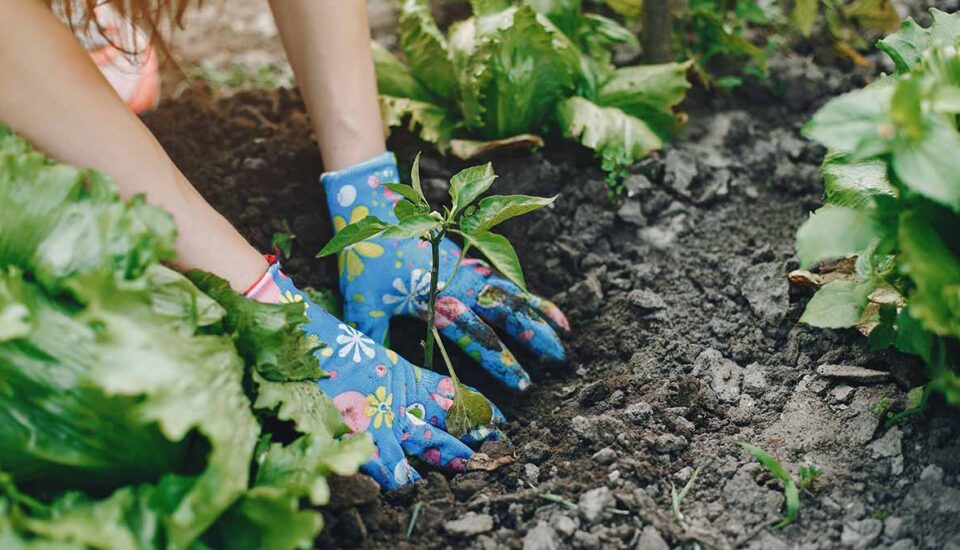 Woman gardening with gloves on